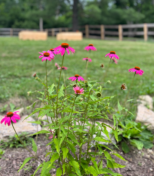 Tips for easy gardening!